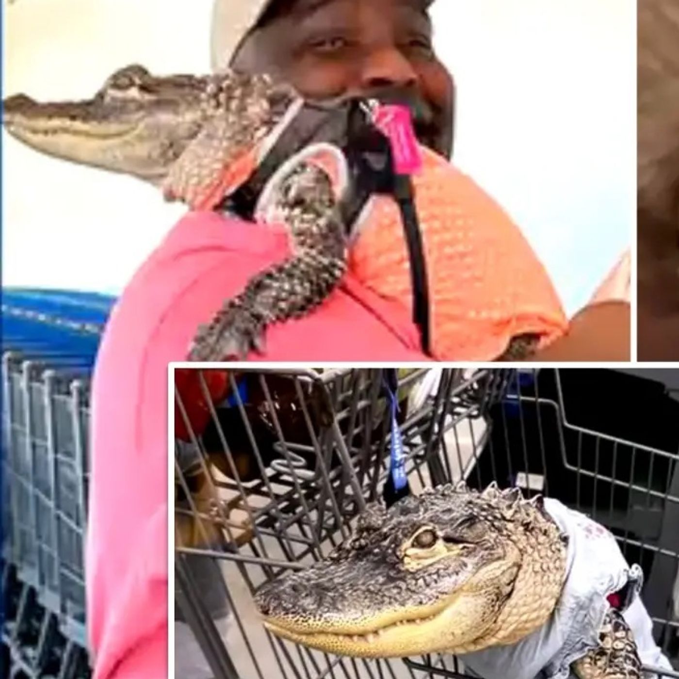 Emotional Support Gator At Walmart, Rebelious Austrian Nuns, and Hotpot Pee