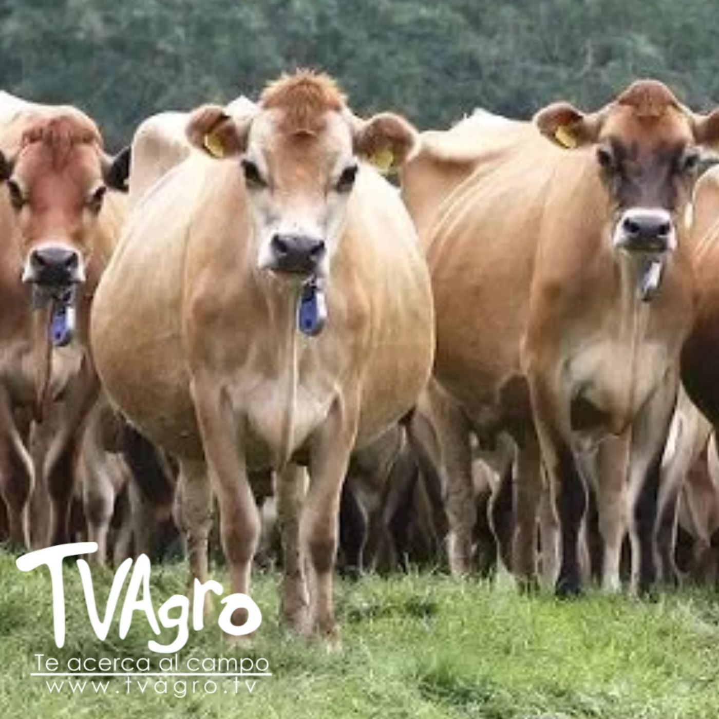 TV AGRO