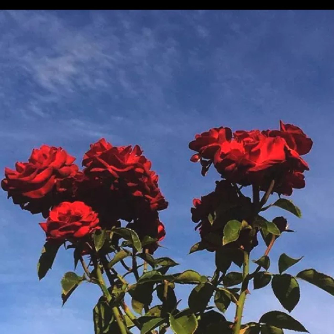 El show de Marifer Cruz