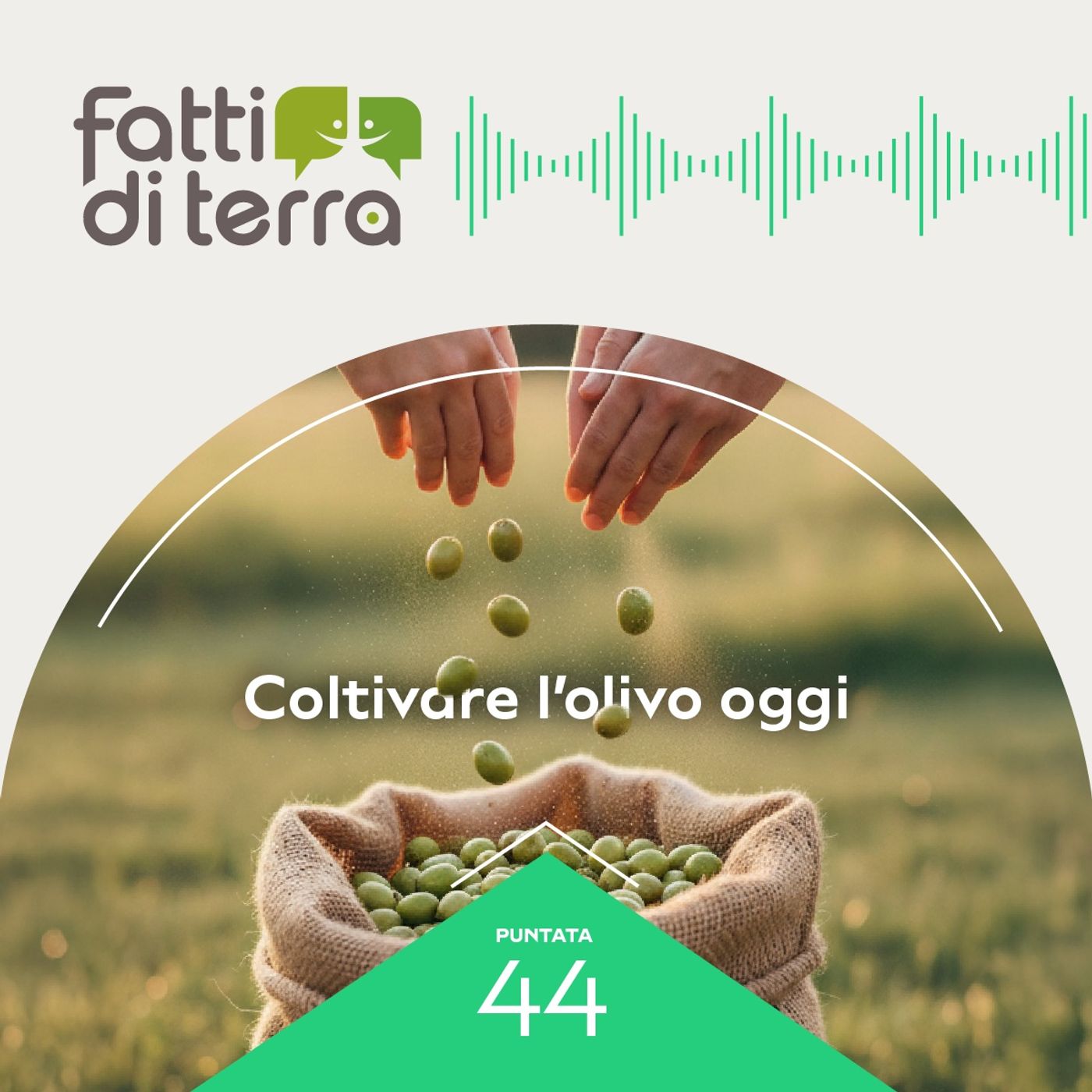 Coltivare l'olio oggi