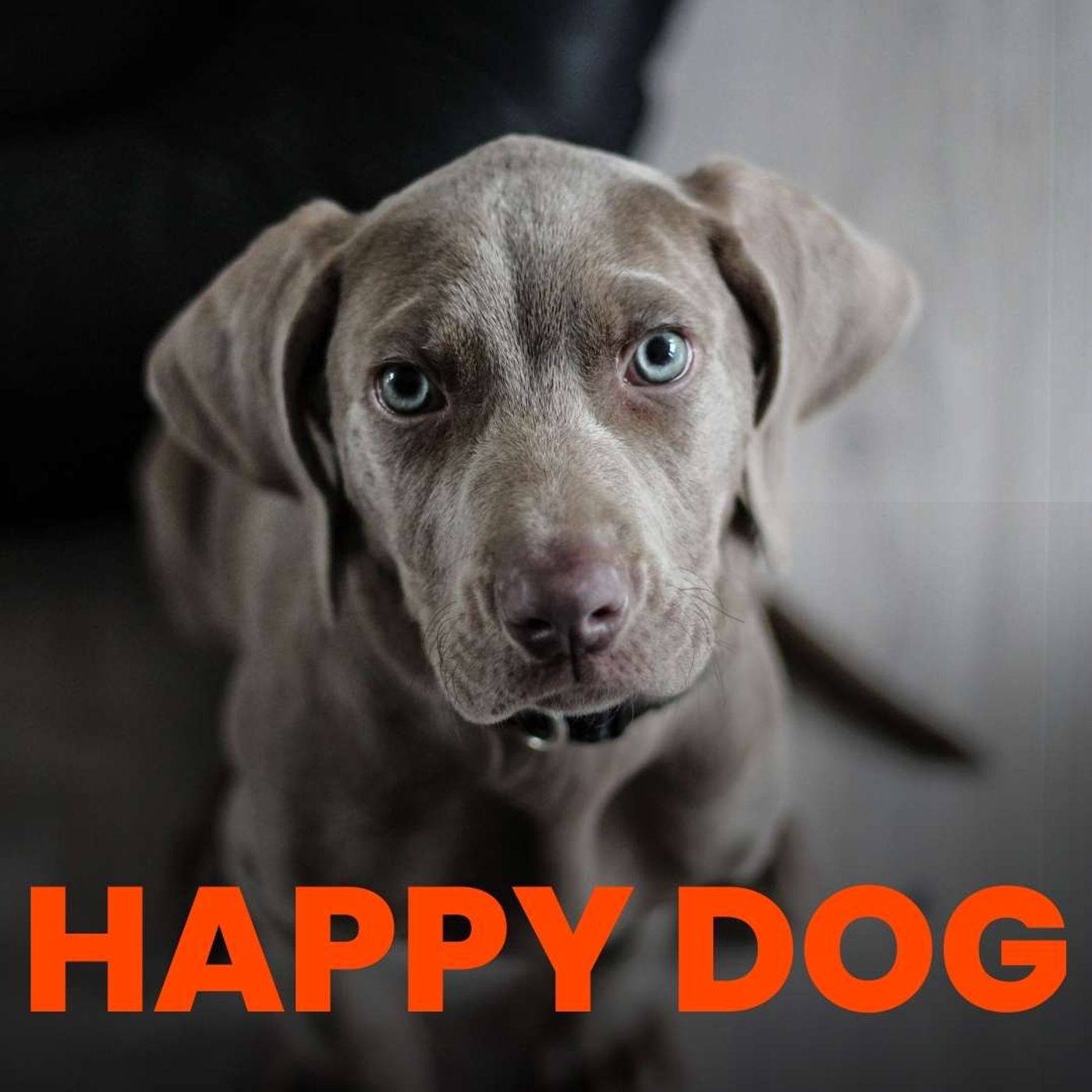 HAPPY DOG PODCAST cover art