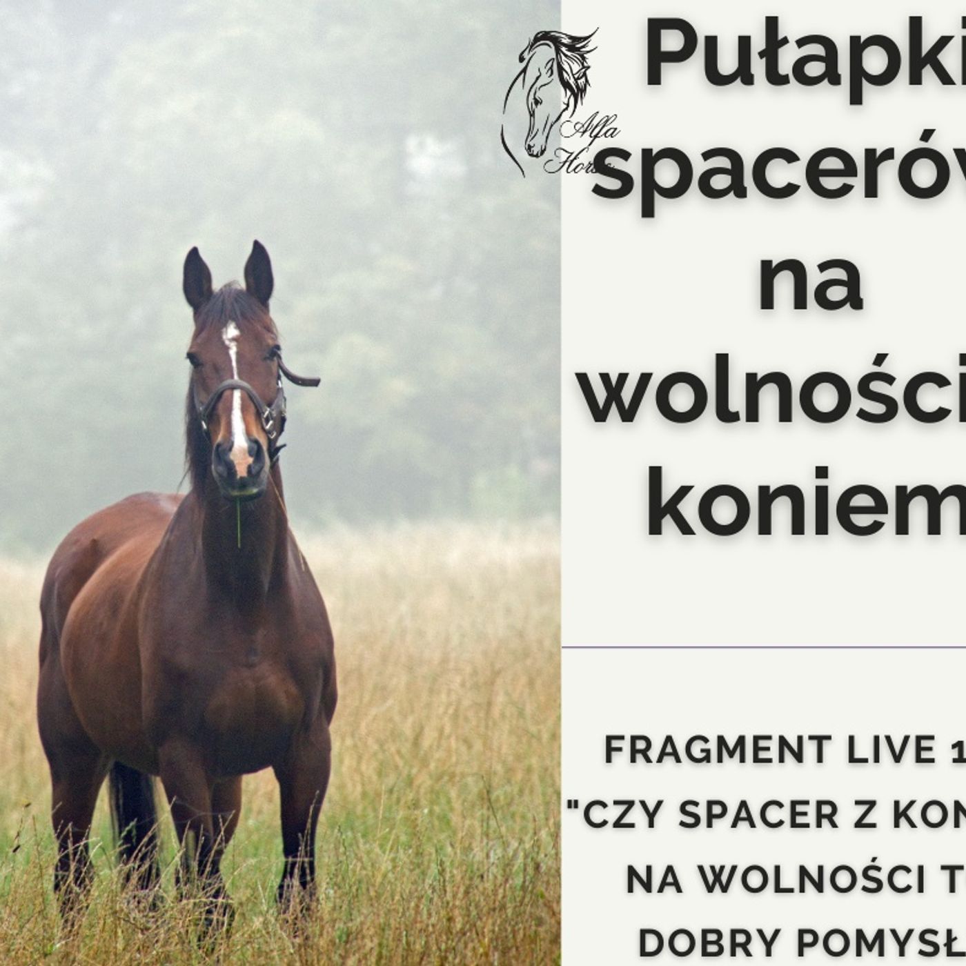Pułapki spacerów na wolności z koniem - fragment live 124 episode artwork