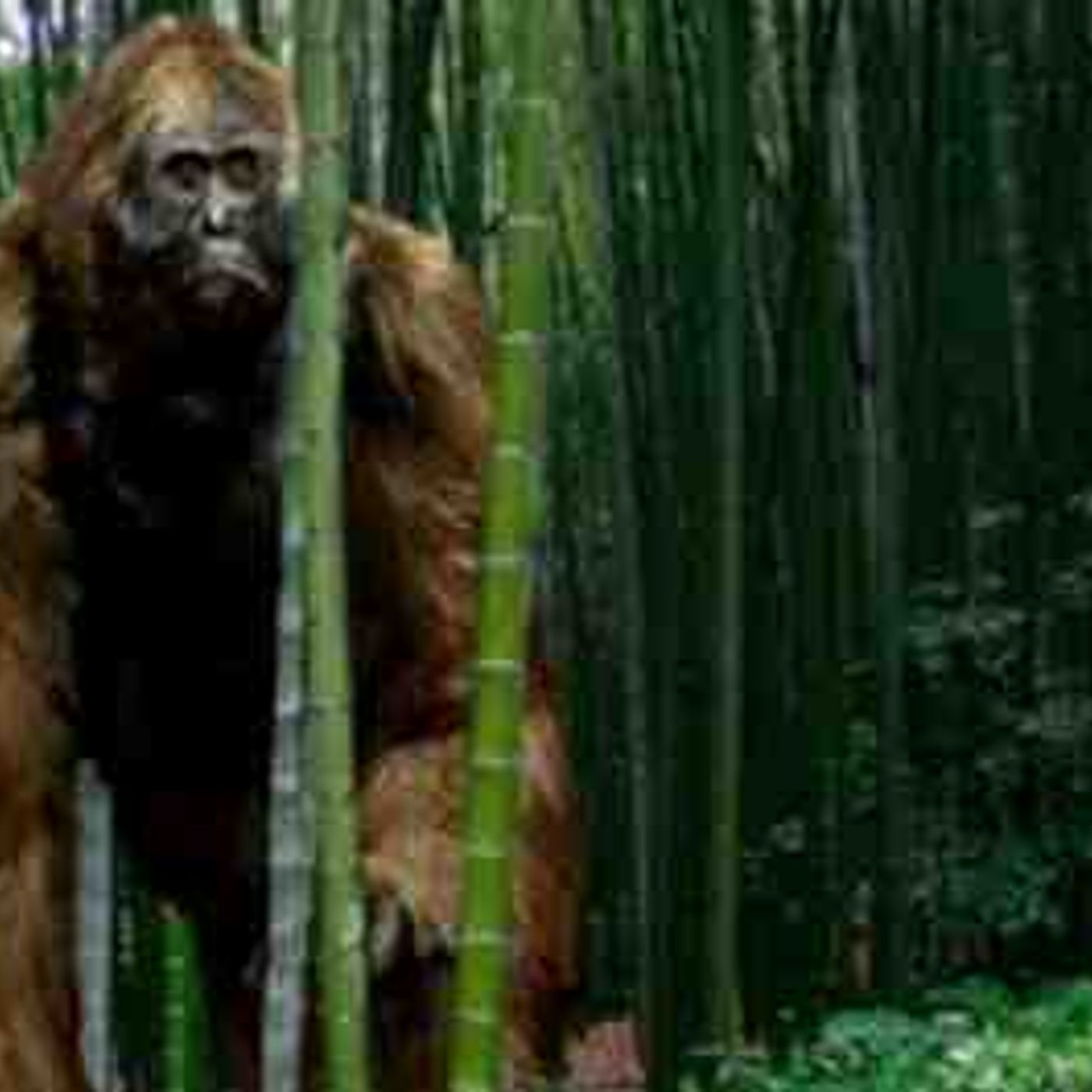 Gigantopithecus - Ancient Animal episode artwork