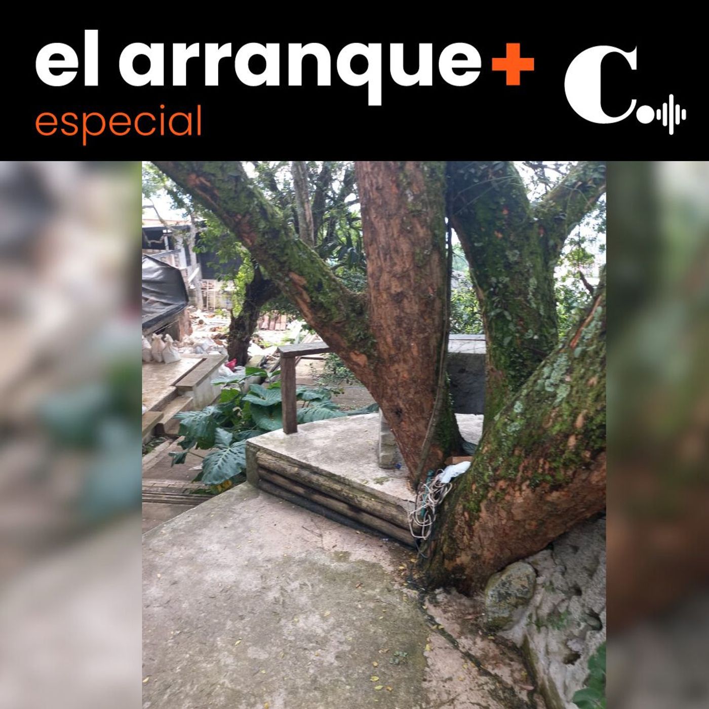 396. ¿Por qué se caen los árboles de la zona urbana de Medellín? episode artwork