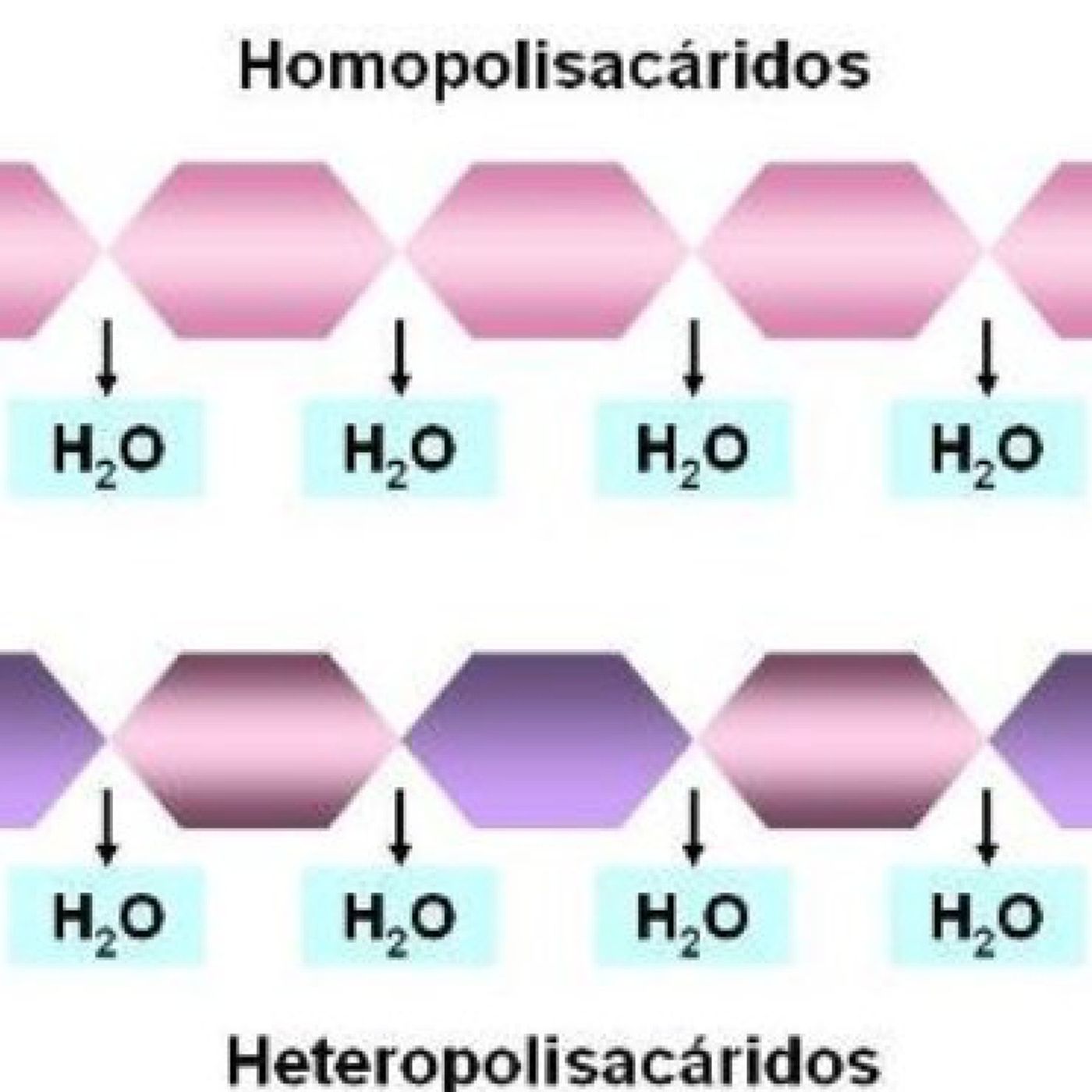 Tema 2: heteropolisacáridos, heterósidos y funciones de los glúcidos.