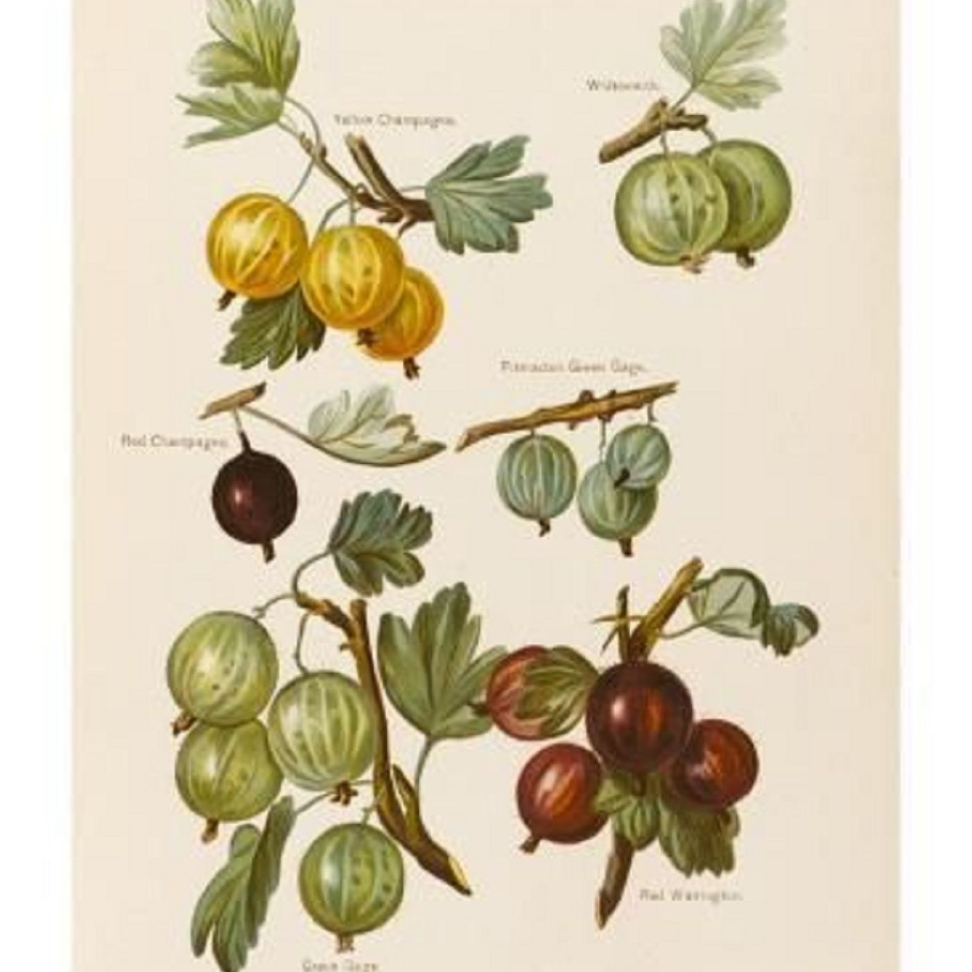 Show 254: Currants and Gooseberries