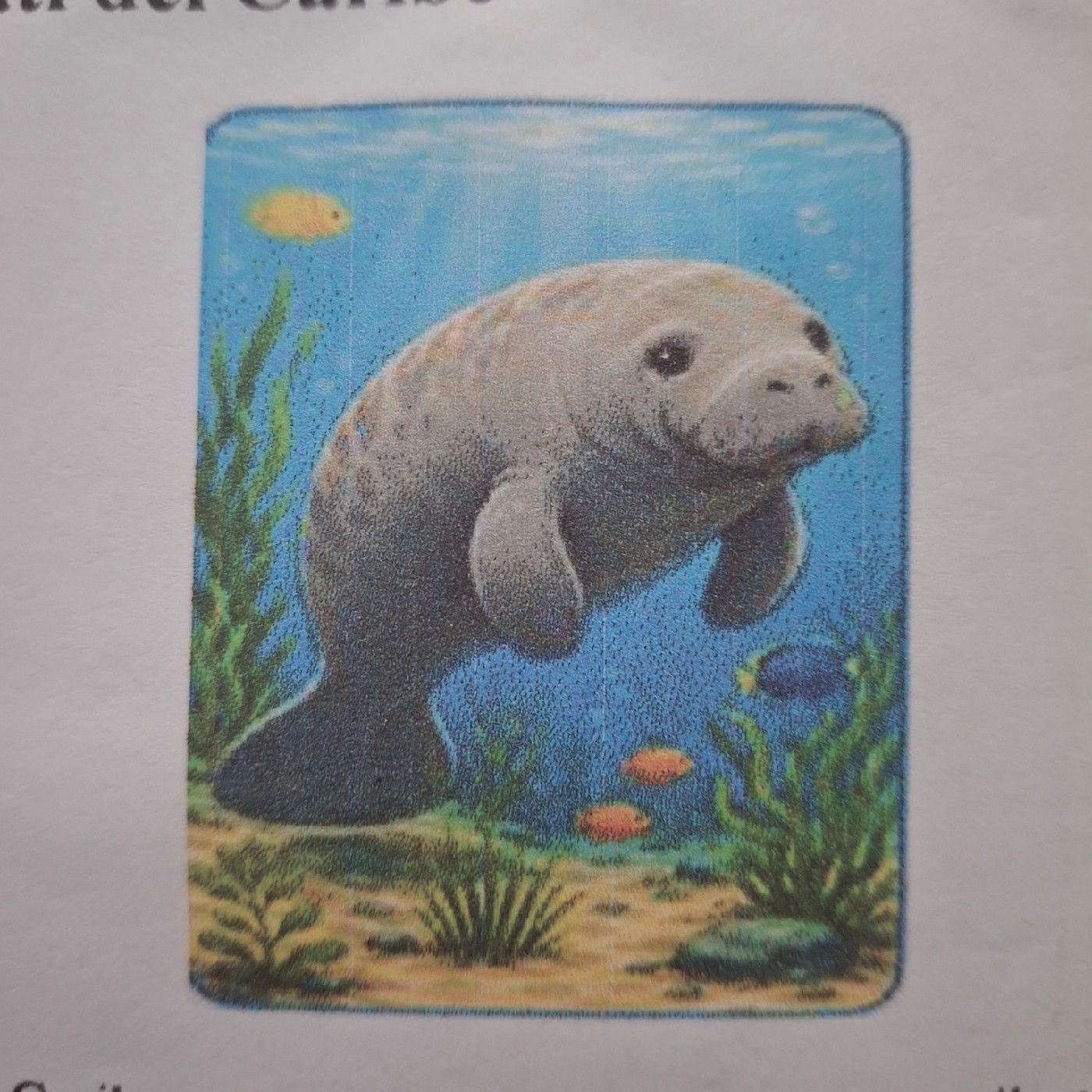 El Manatí del Caribe episode artwork