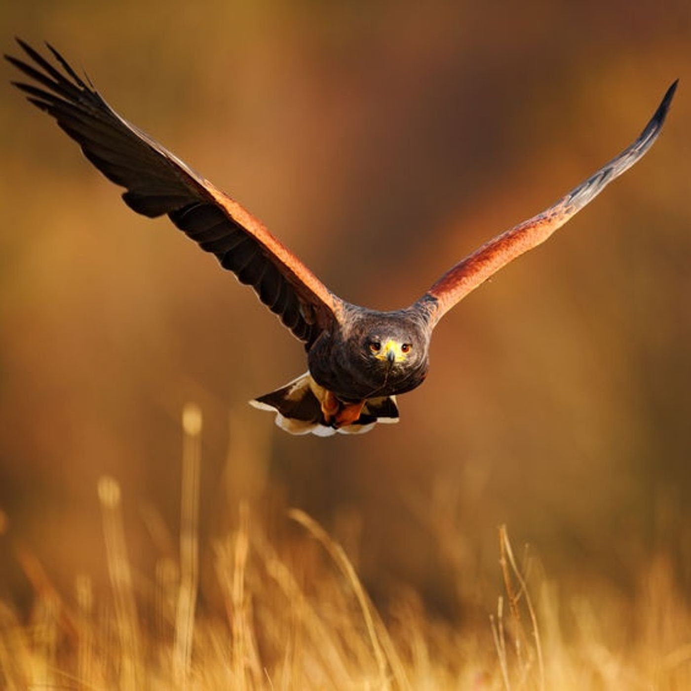 SUEÑOS Y VISIONES cover art