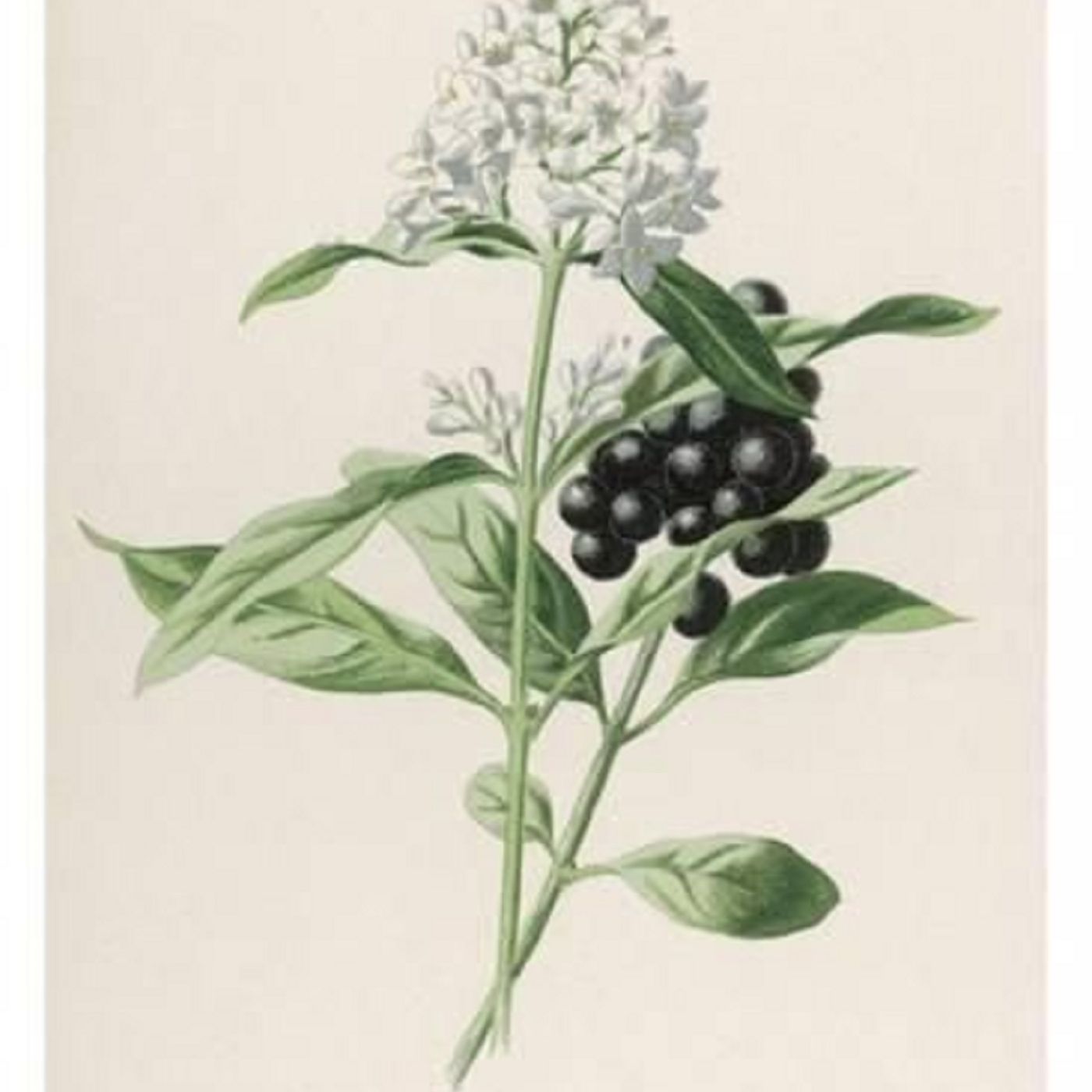 Southern Appalachian Herbs