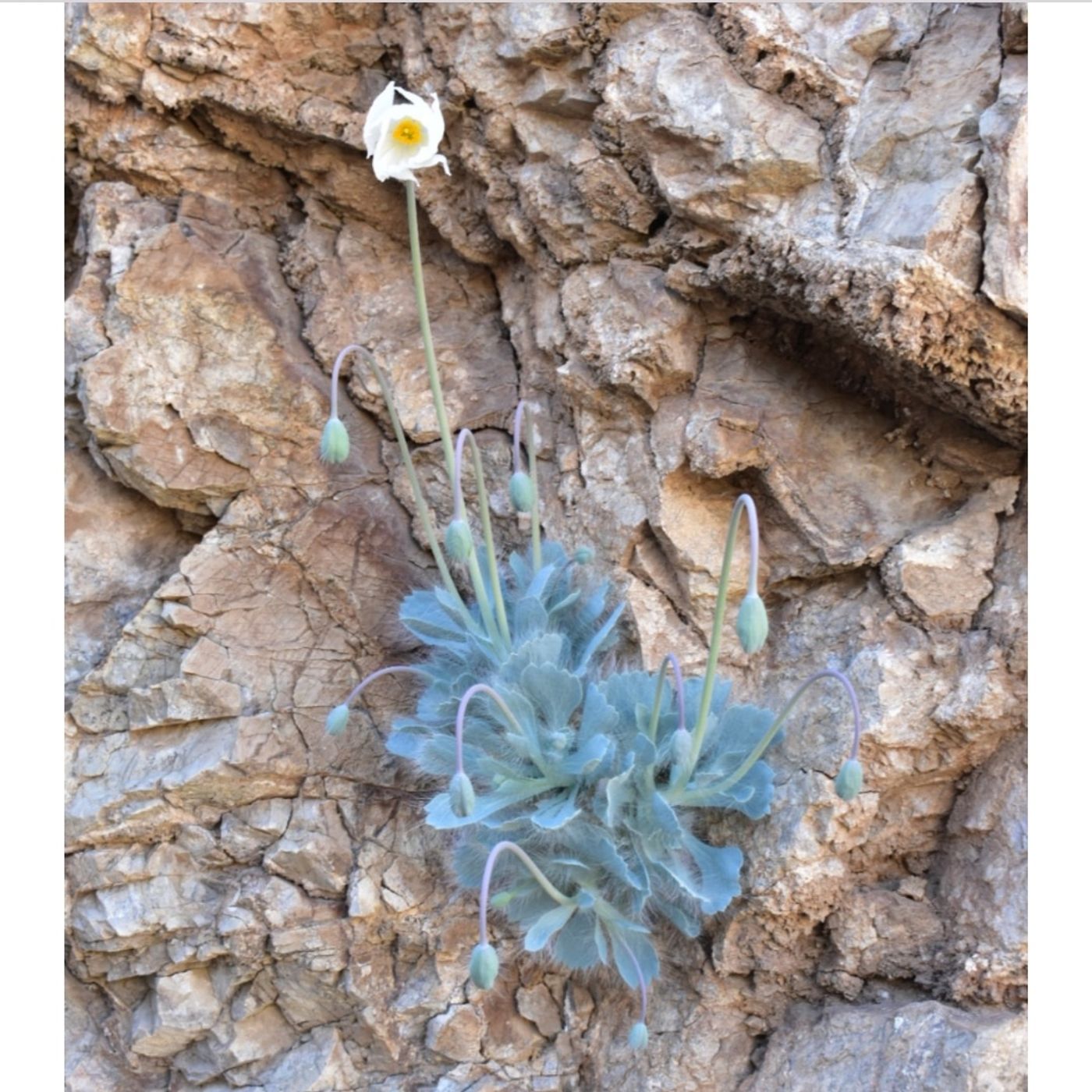 Death Valley Limestone, Invasive Species, Herbal Enemas