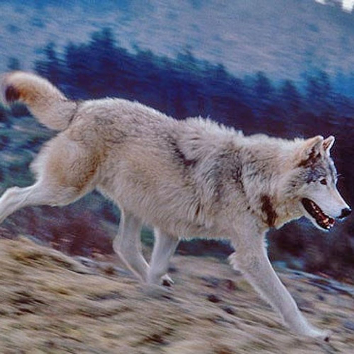 Fish And Game Commission Discounts, Refunds Non-Resident Wolf Tags episode artwork