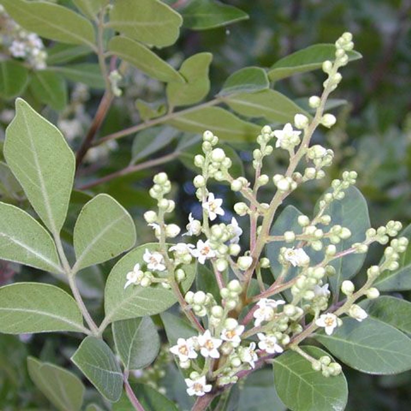 Hey Hey What's Blooming: Evergreen Sumac