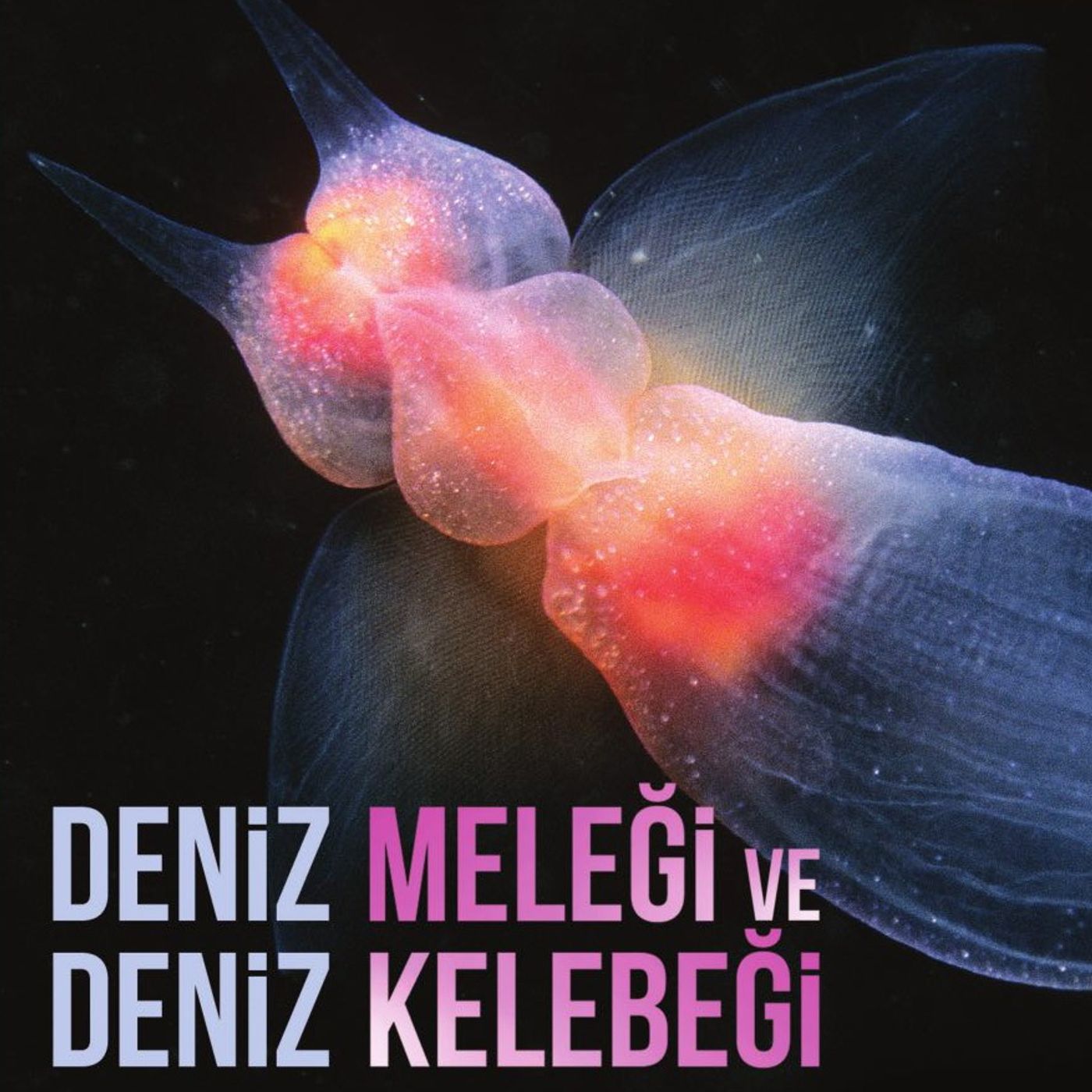 Deniz Meleği ve Deniz Kelebeği
