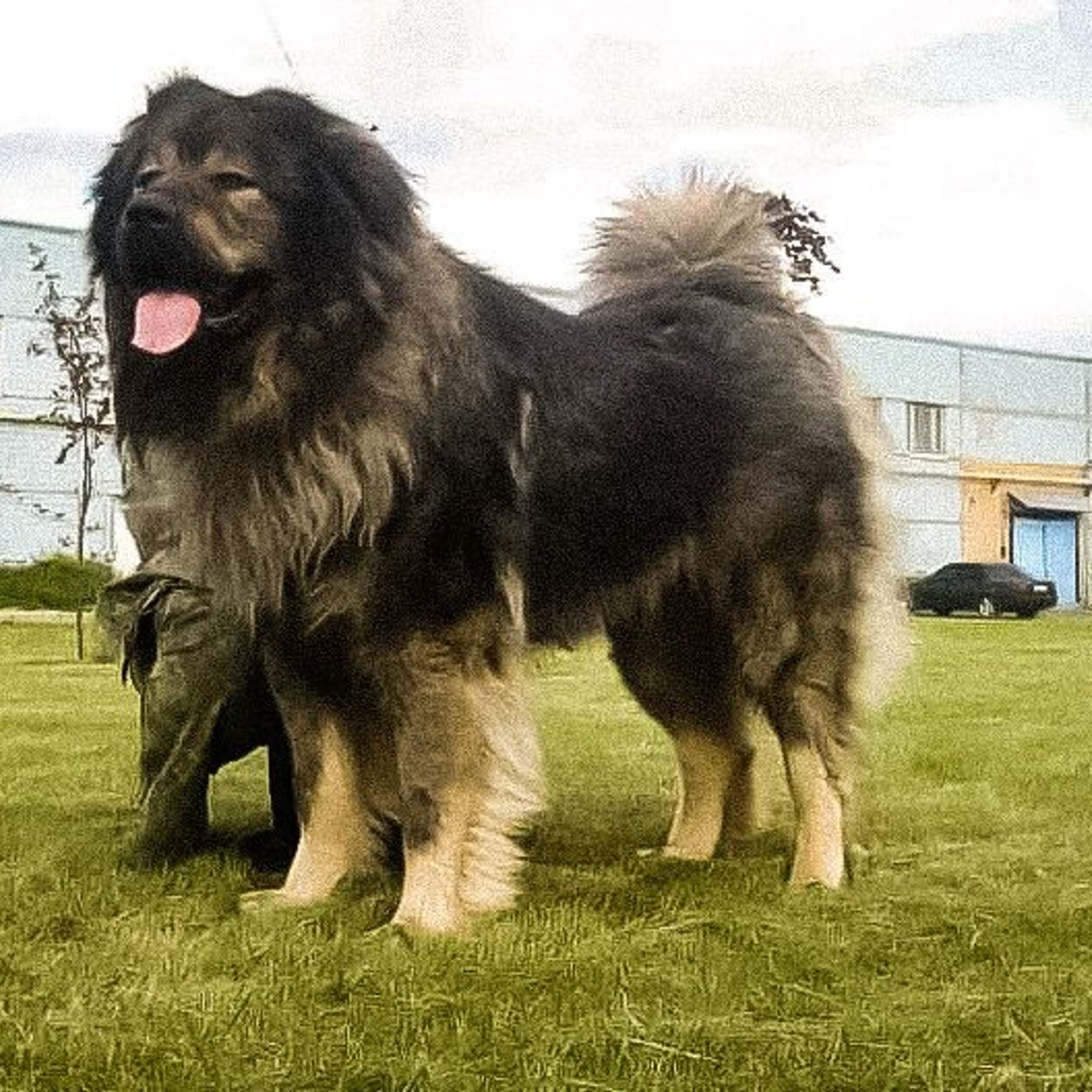 Caucasian shepherd dog, the dog of the Berlin Wall episode artwork