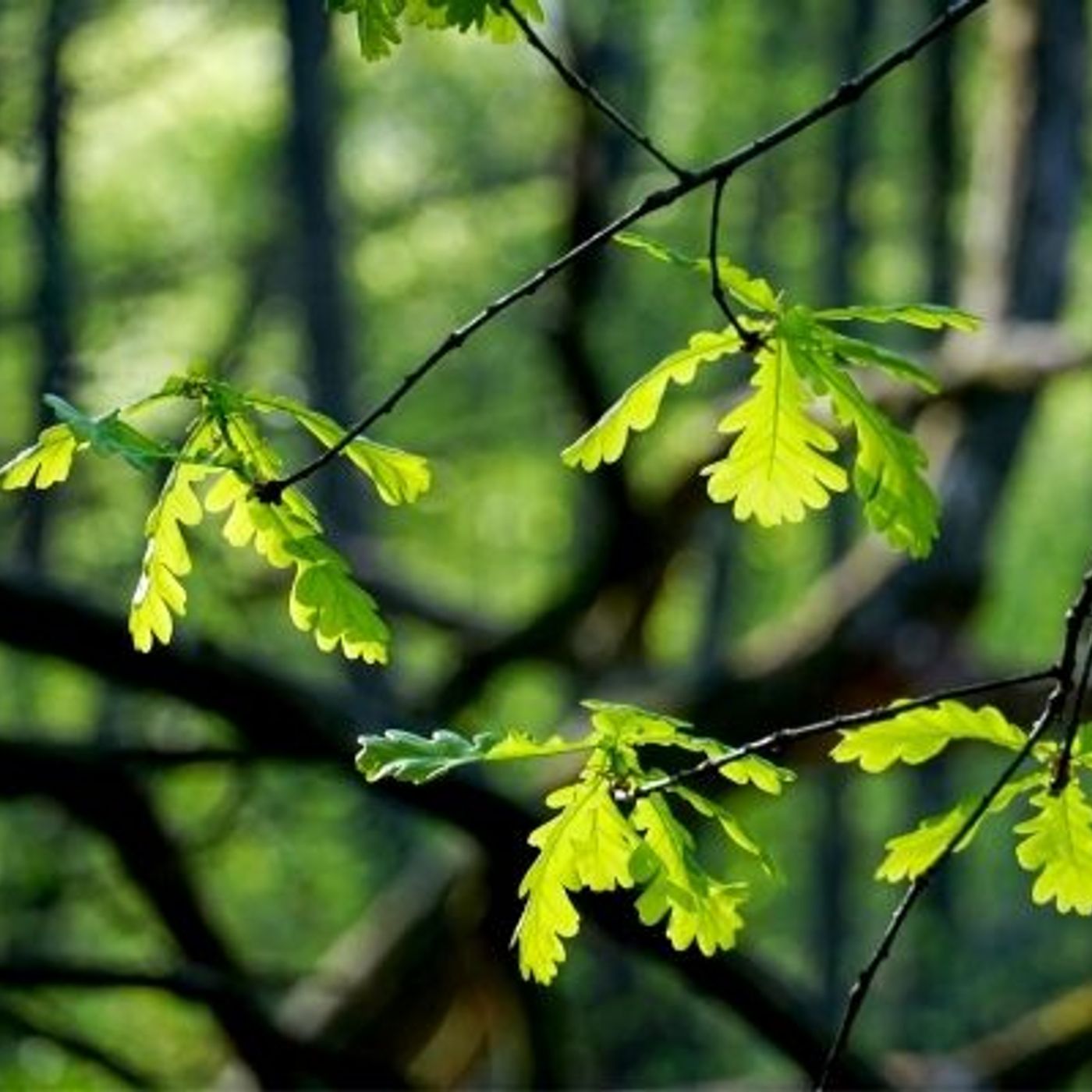 Y\'a de l\'idée - initiatives solidaires et développement durable