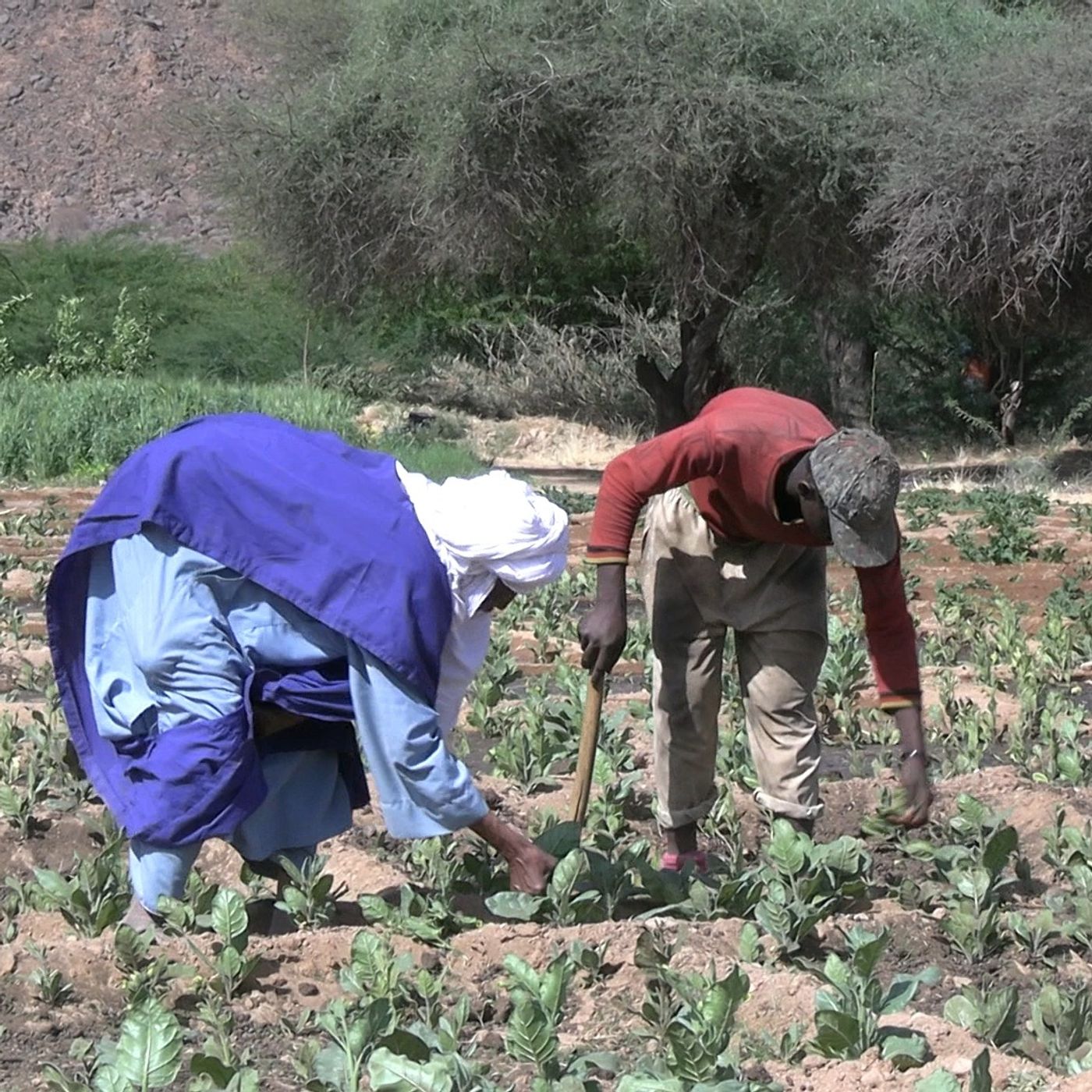 Studio Kalangou (hausa)