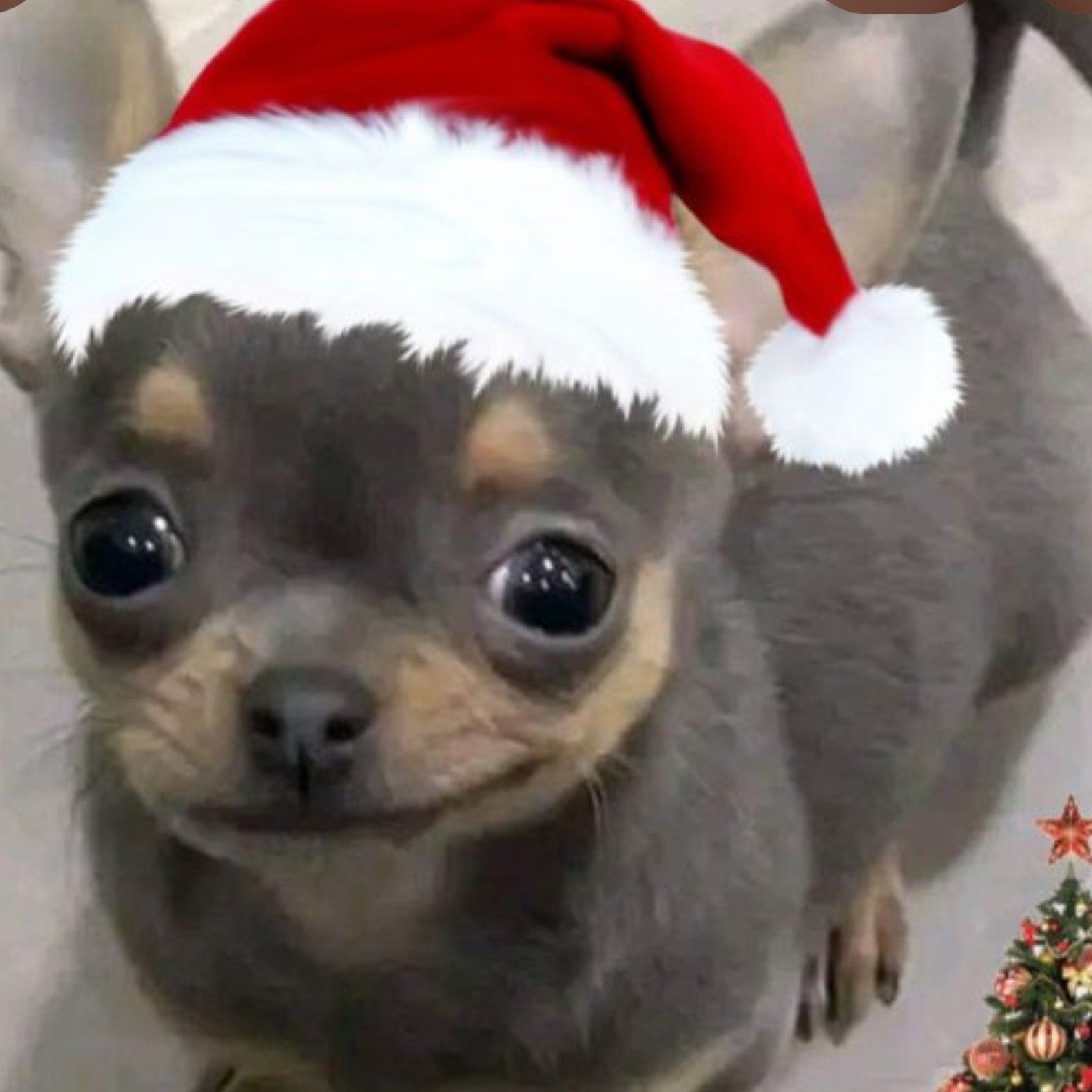 El regalo perdido de navidad podcast artwork