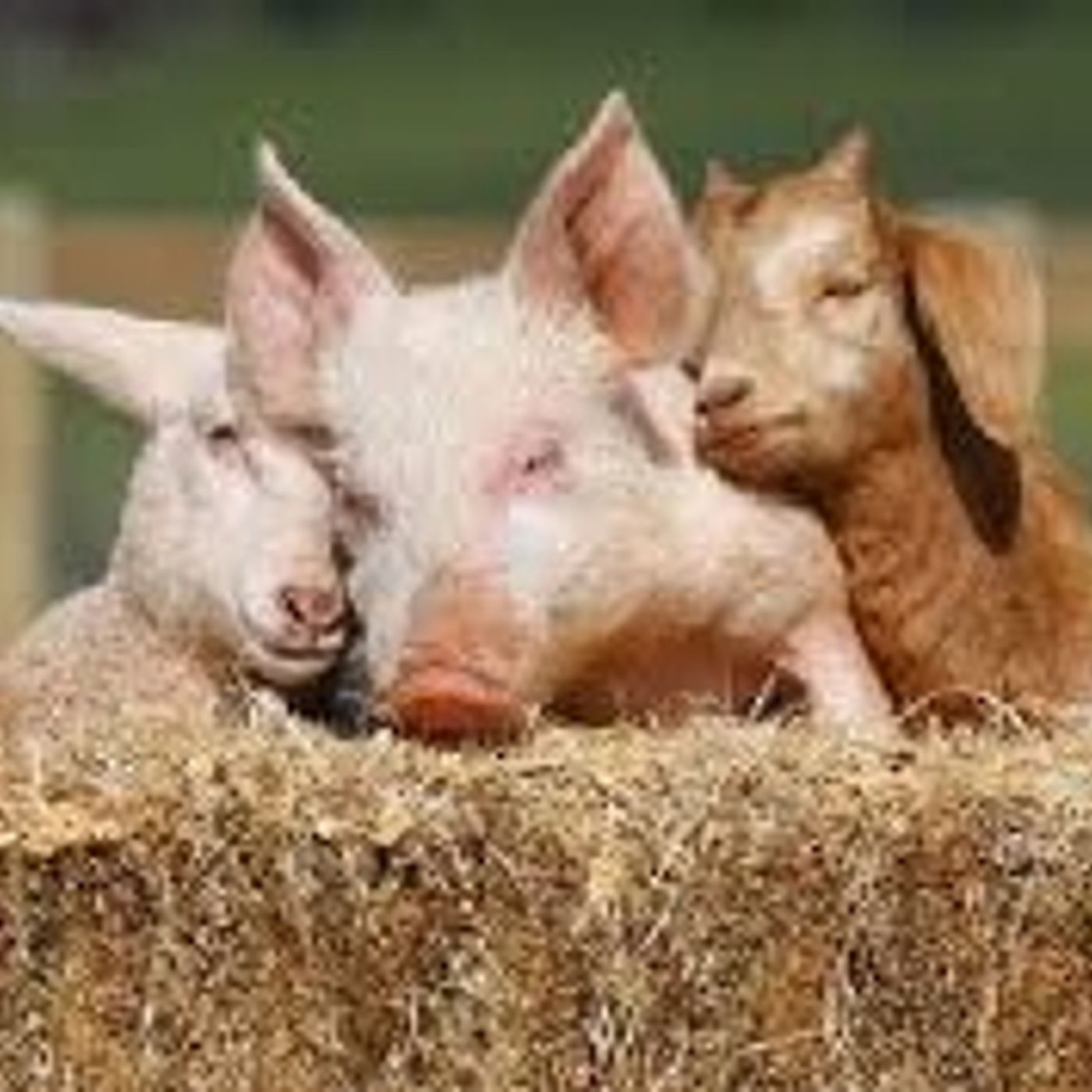 The Piglet, The Sheep, And The Goat episode artwork