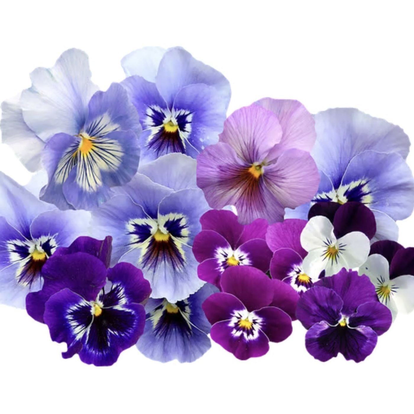 Nature's Violet Children | Stories About Flowers episode artwork