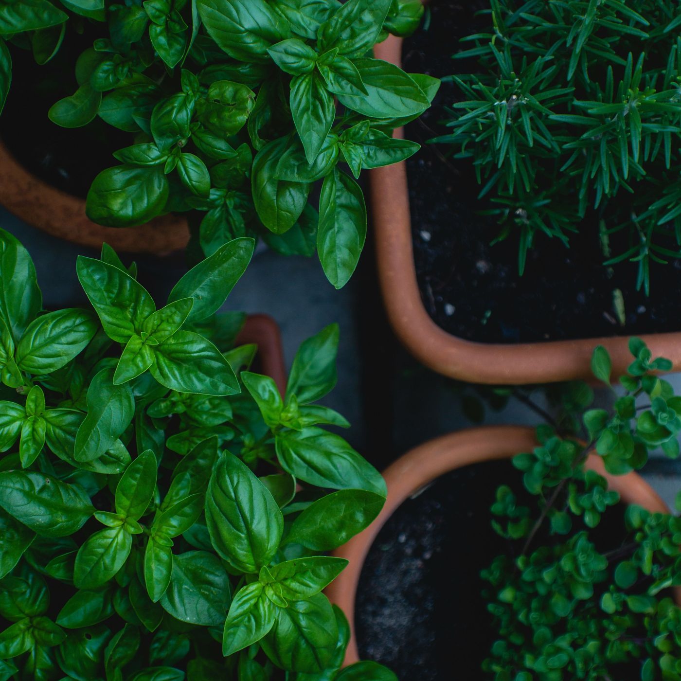 Natural Herbs and Supplements to Boost Memory 🧠