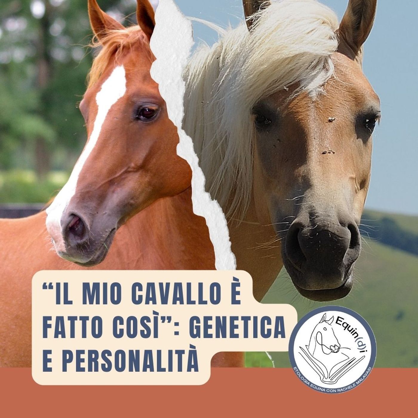 Etologia Equina, il comportamento del cavallo