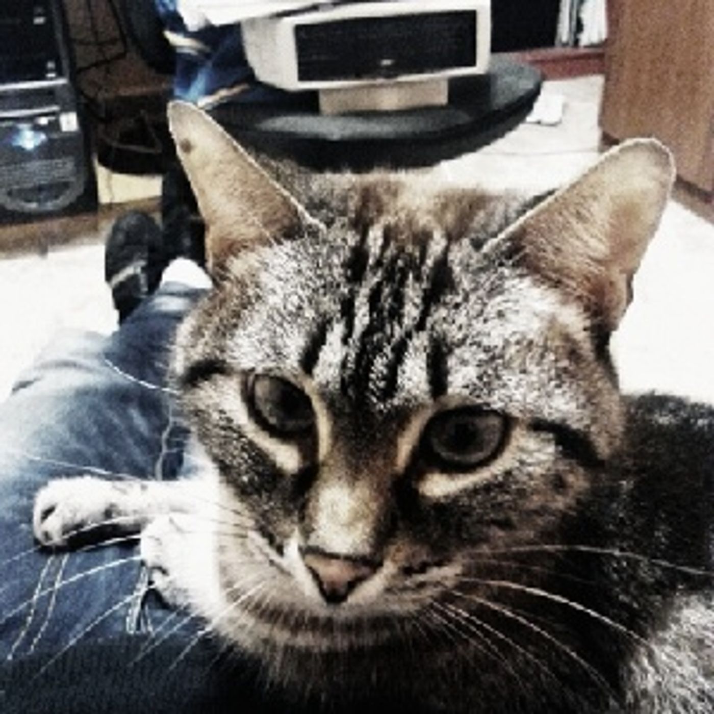 pistas de VOCES DE LA TIERRA