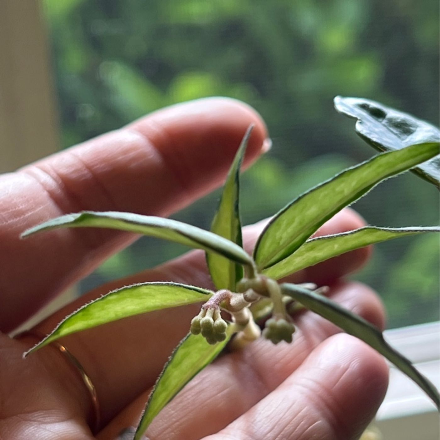 Episode 318 - How to move plants outside for the summer ☀️