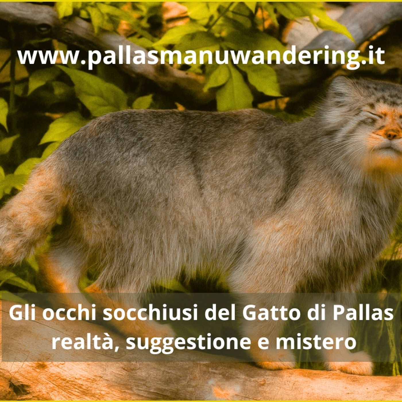 Il gatto di Pallas ma perchè socchiude gli occhi? episode artwork