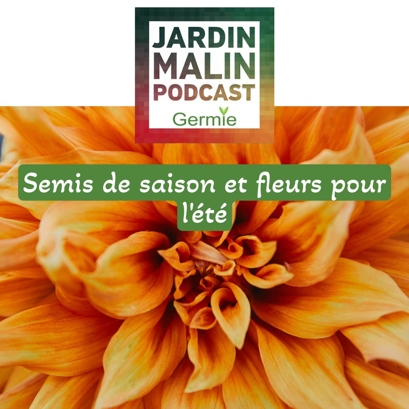 Semis de saison et fleurs pour l’été