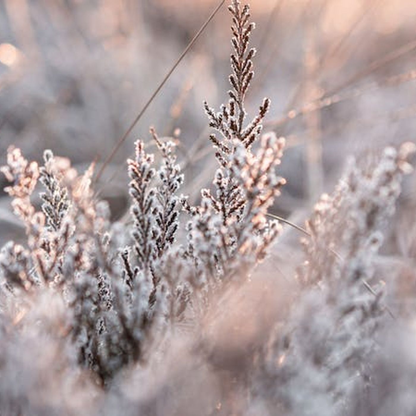 The Sweetness of Christ in 2020