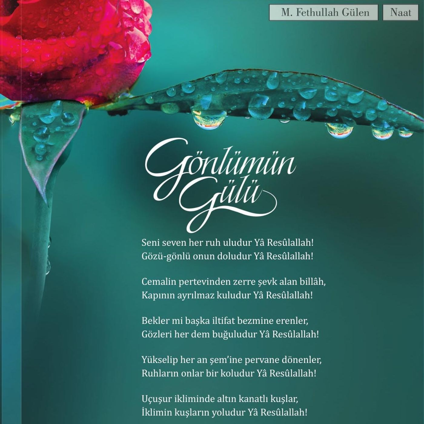 Gönlümün Gülü episode artwork