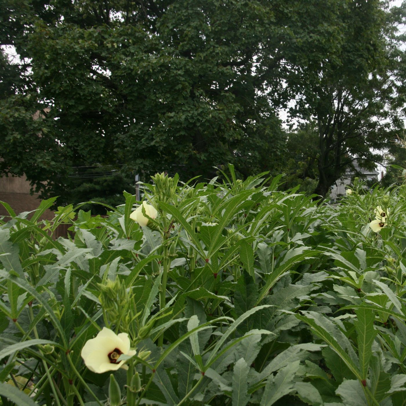 The Mad Farmer Podcast