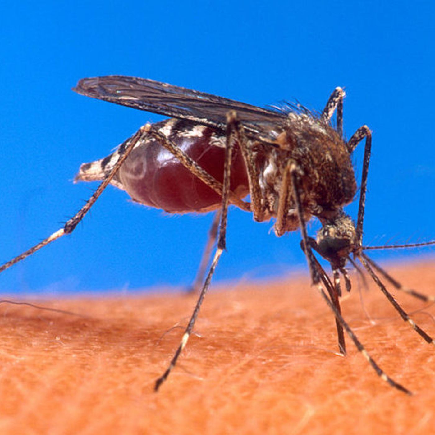Dengue su un minore rientrato da un viaggio all’estero. E’ in isolamento episode artwork