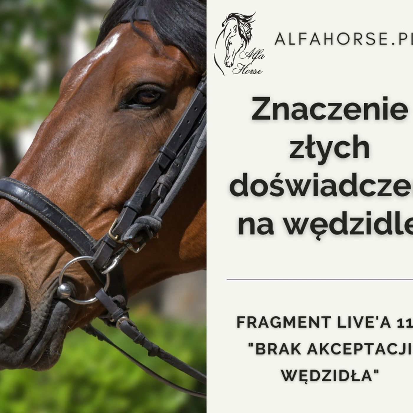 Znaczenie złych doświadczeń na wędzidle - fragment Live 114 episode artwork