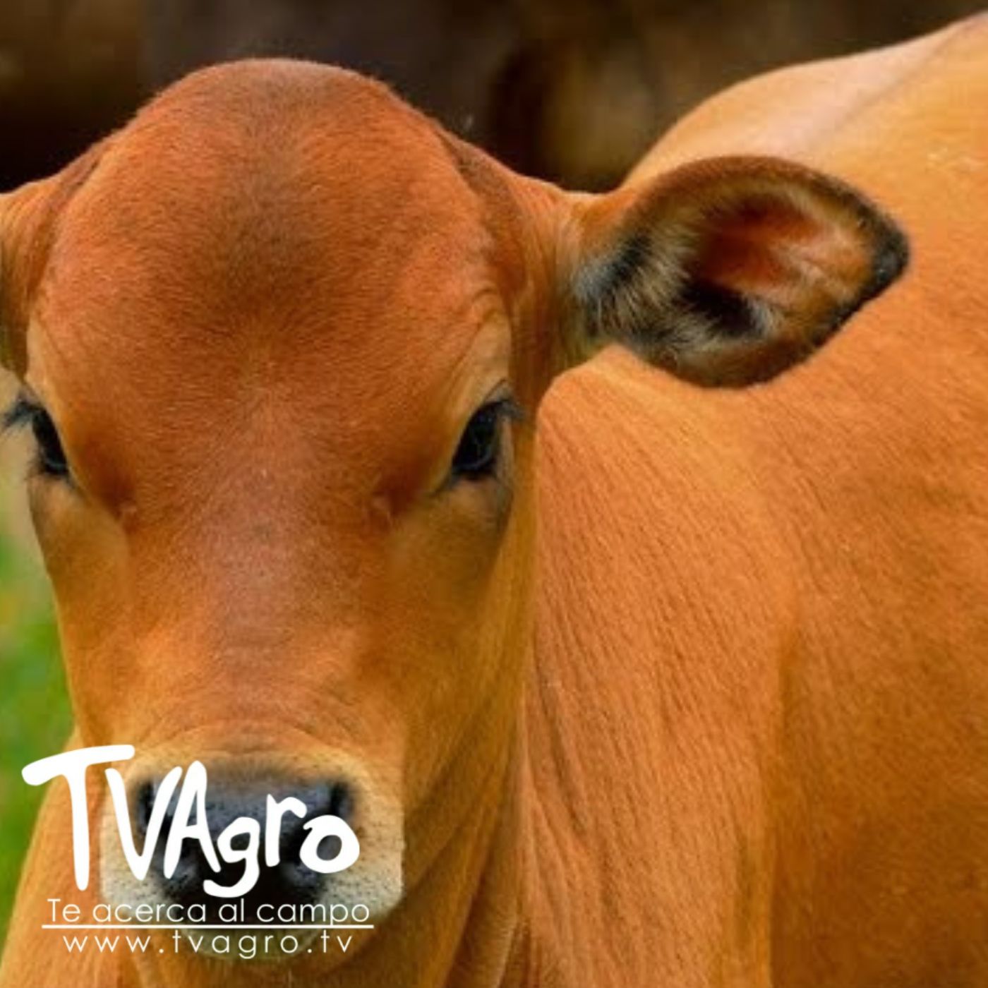 TV AGRO