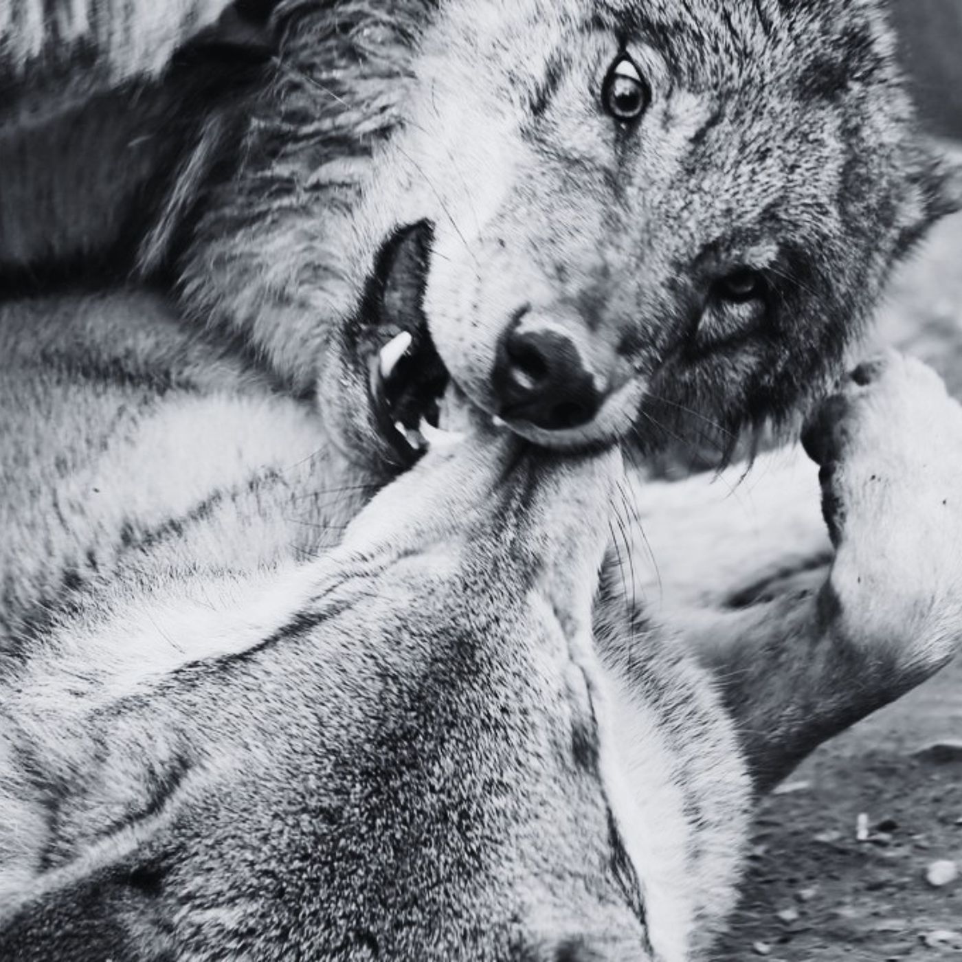 Impronta Animale