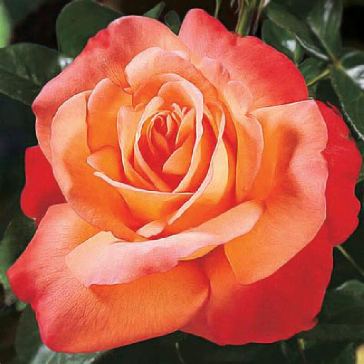 Rose Story