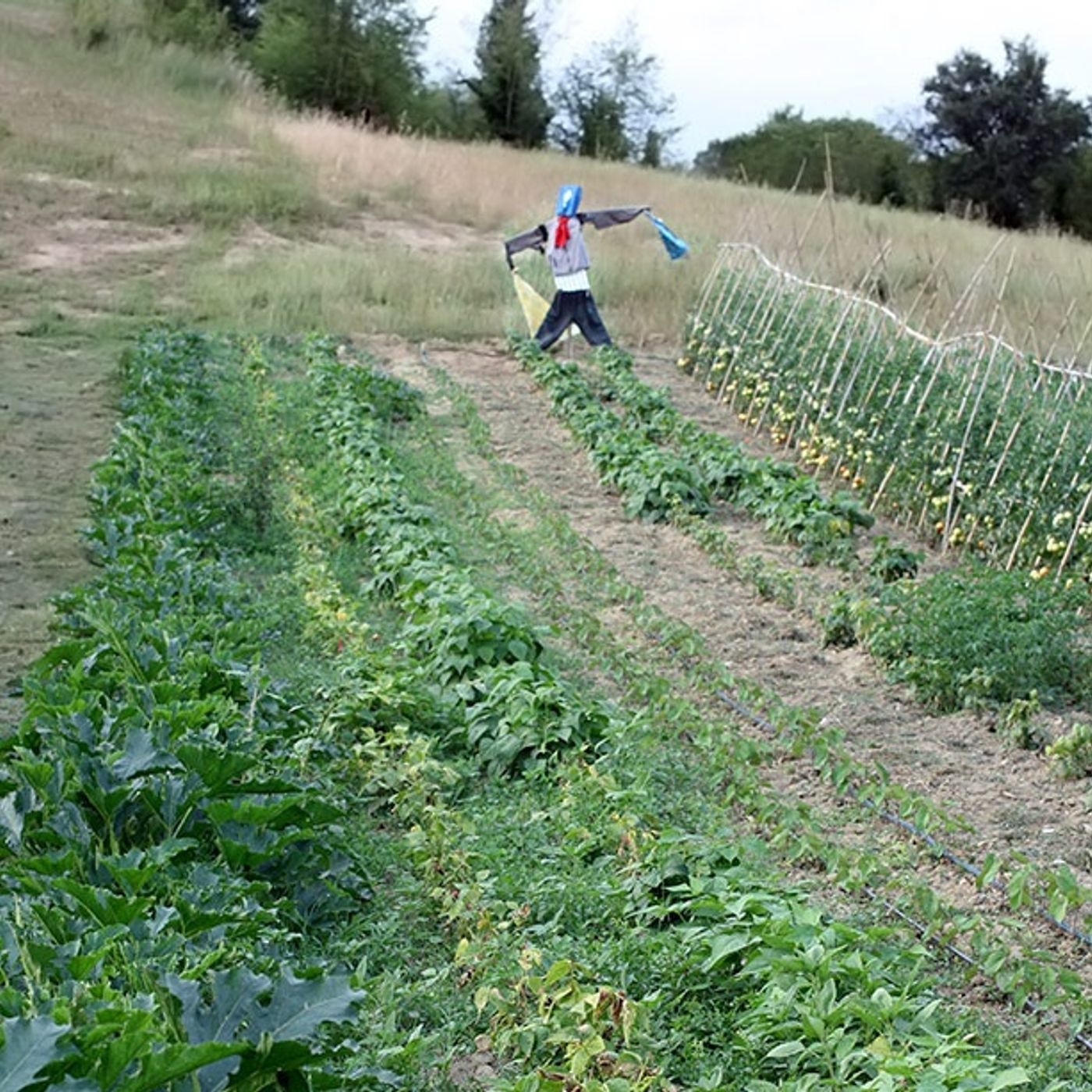 Tracce di il pasto nudo