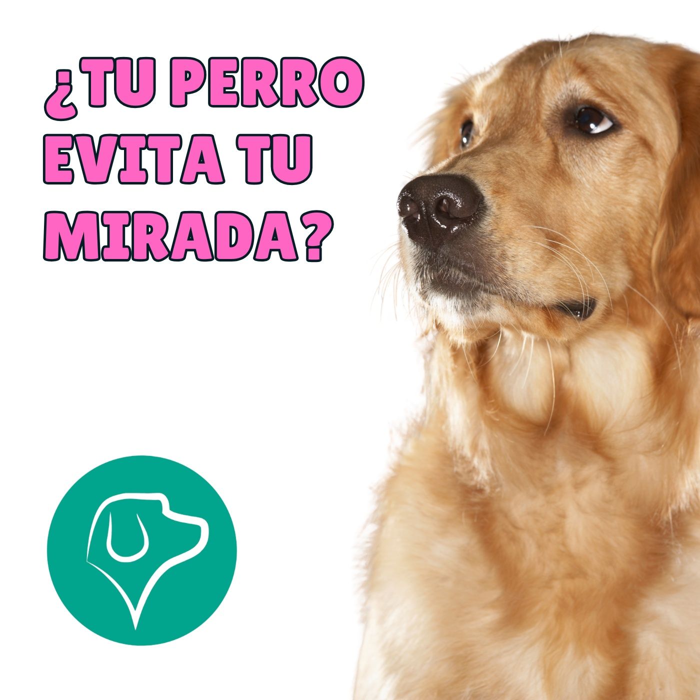 ¿Por qué tu perro esquiva tu mirada?