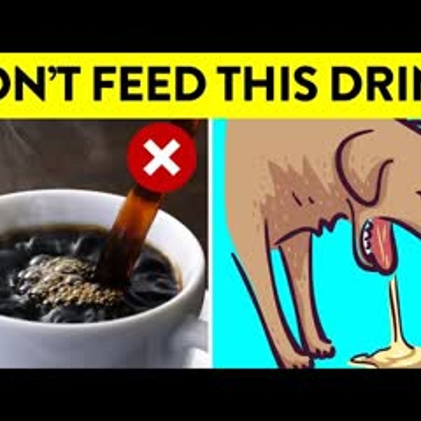 11 Drinks That Can Kill Your Dog episode artwork