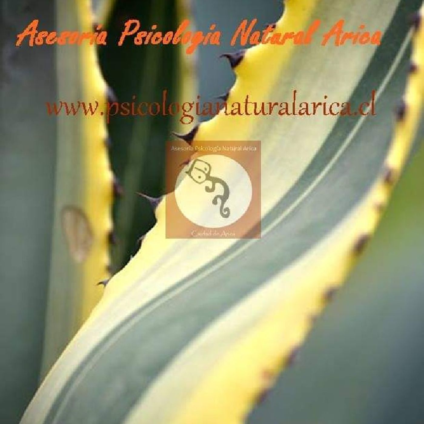 Asesoría Psicología Natural Arica. Psicólogos en Arica
