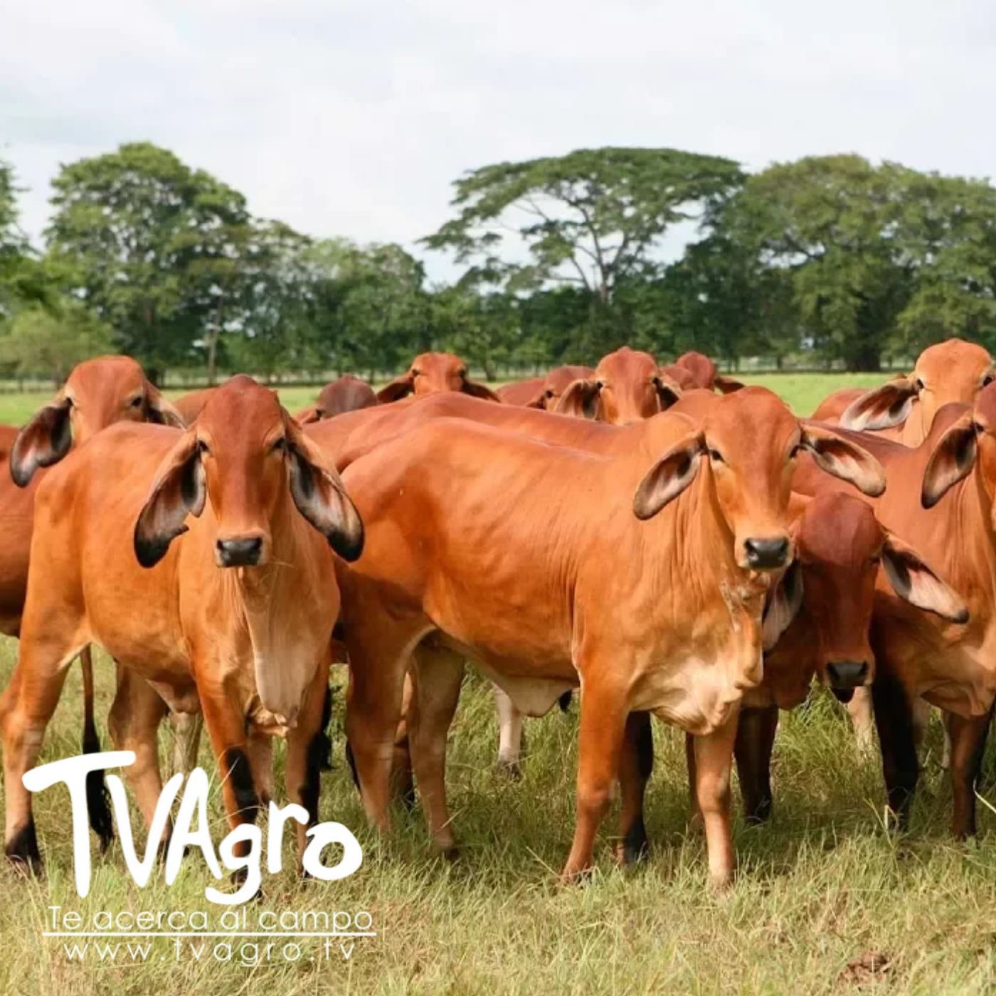 TV AGRO