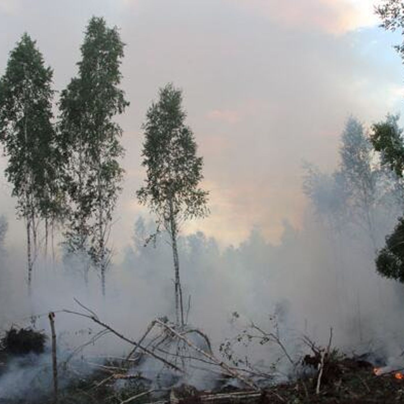 Florestas em Portugal impulsionam transição verde apesar de incêndios episode artwork