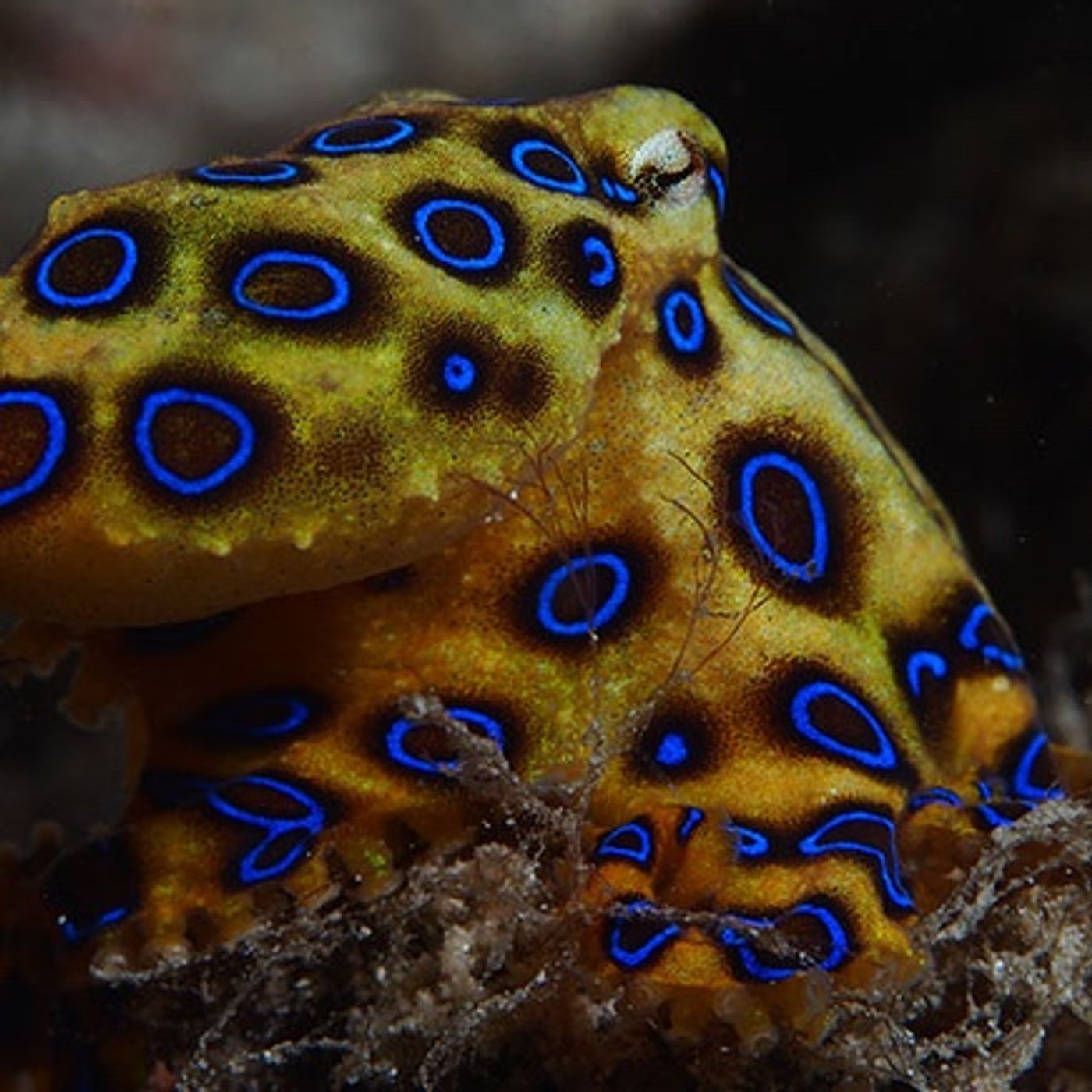 Episode 15 - Blue ringed octopus episode artwork