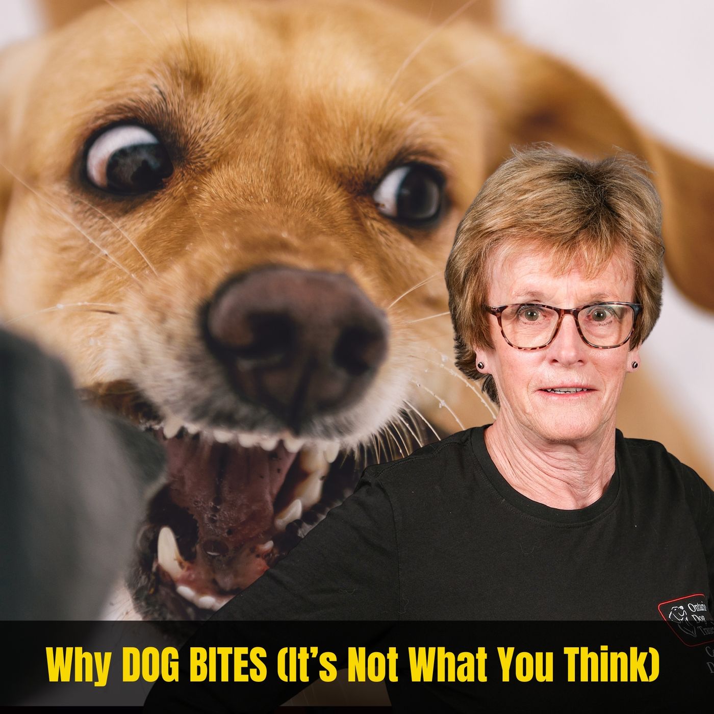 Why Dogs Bite (It’s Not What You Think)