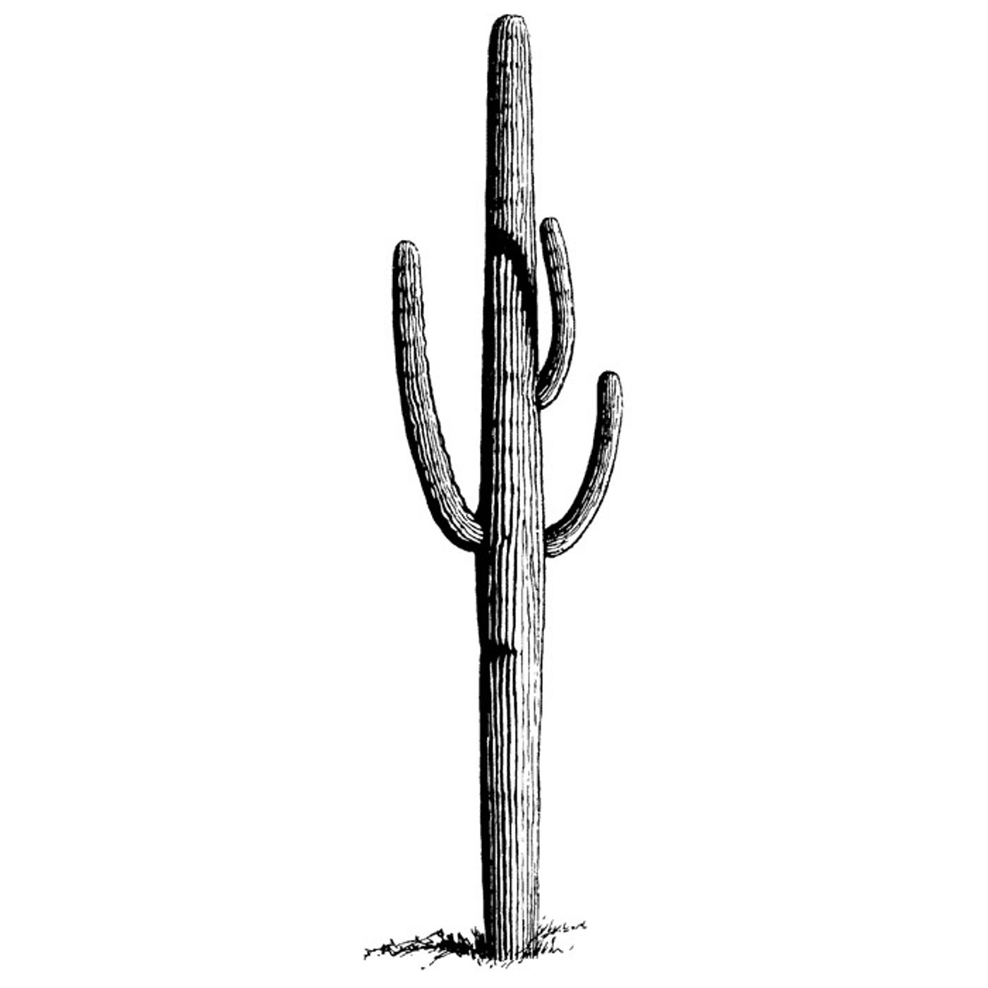 🌵