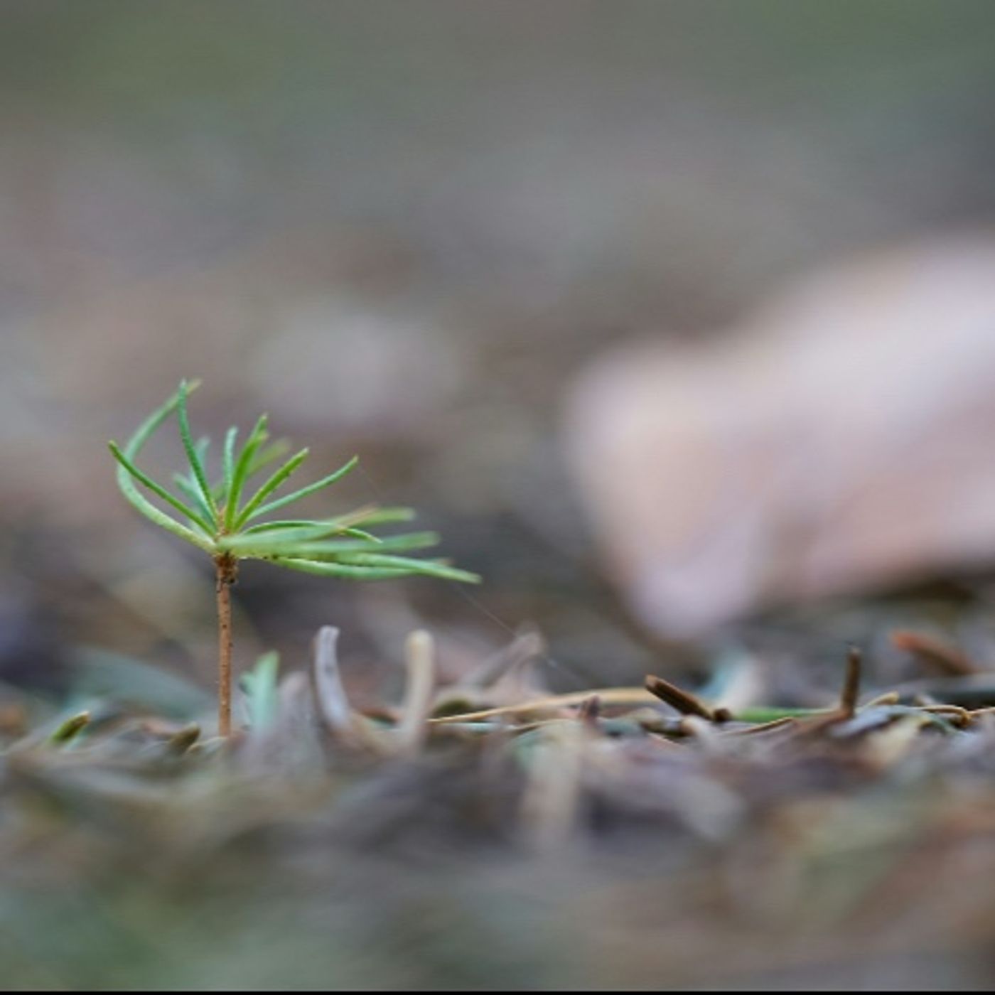 Episode 9 - Stewardship is Strategy