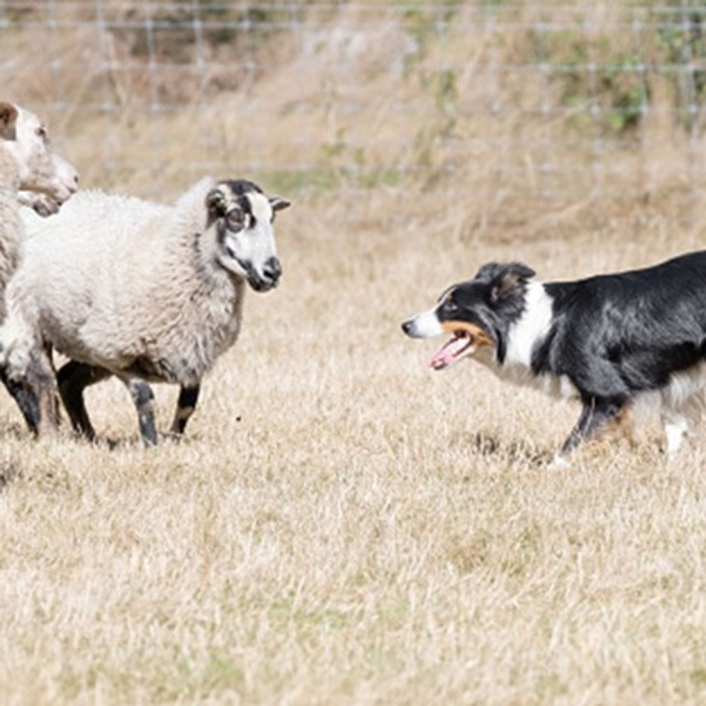 (Joke of the Day) So, the Sheepdog Says to the Farmer... episode artwork
