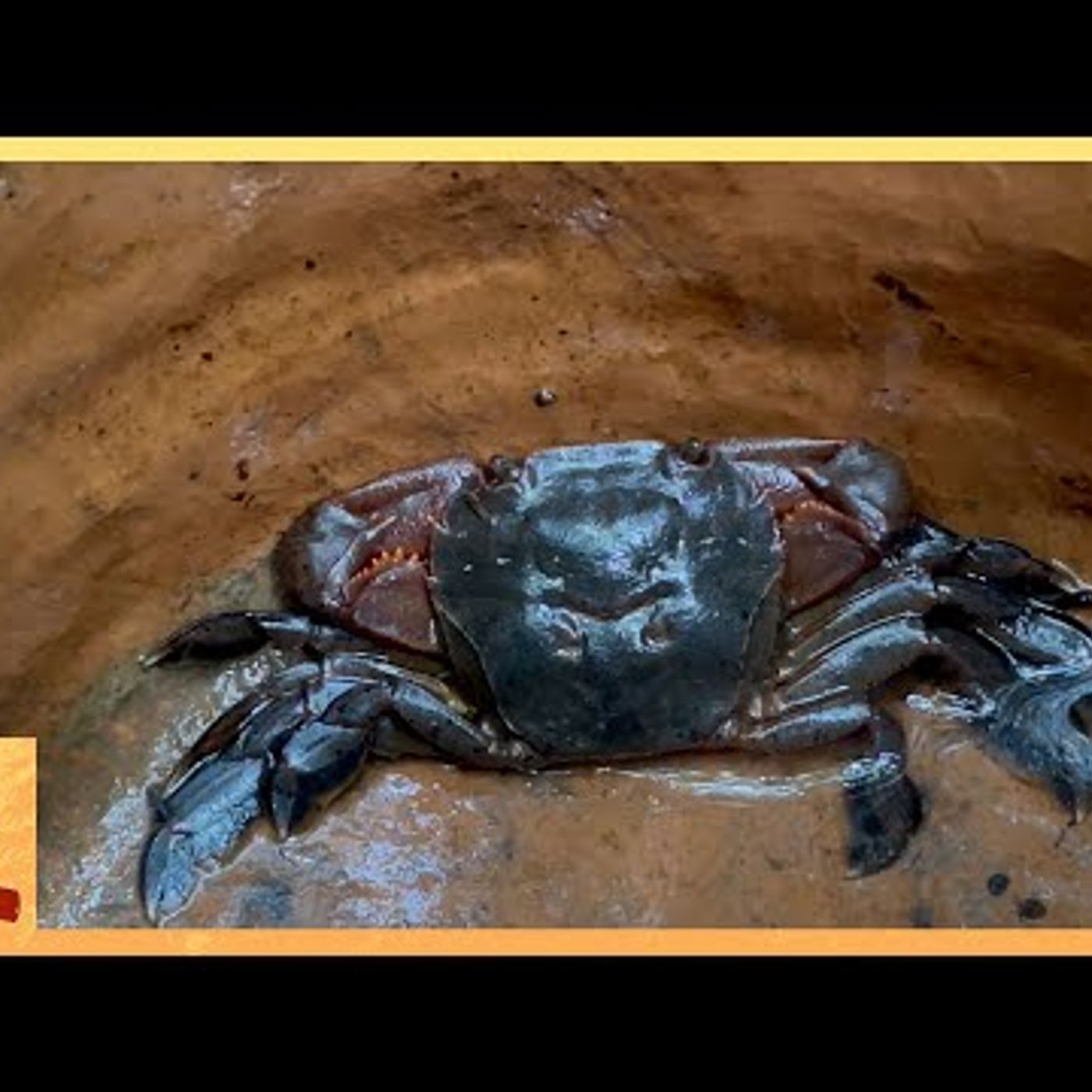 Primitive Technology: Crab and Fish Trap episode artwork