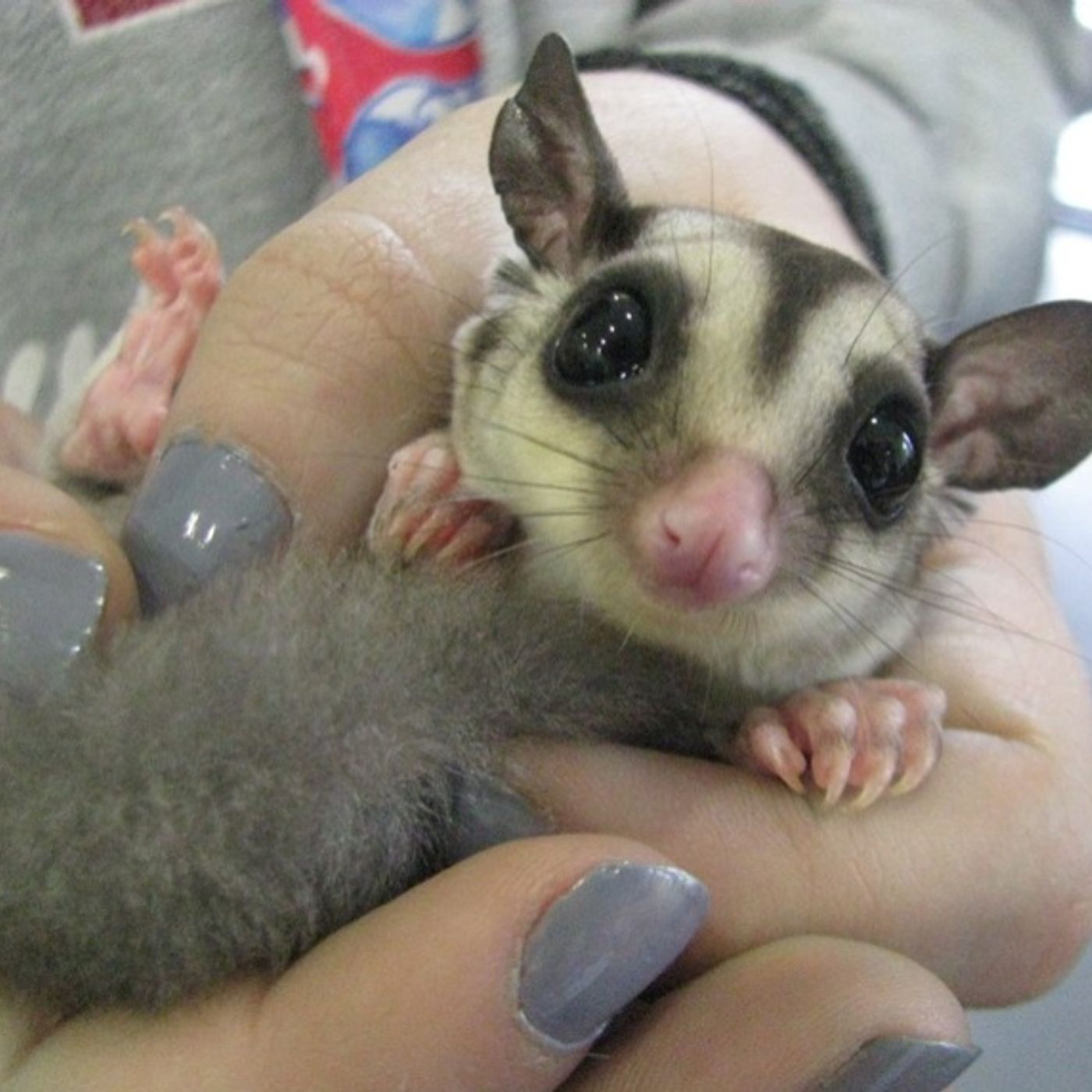 Locked & Cocked-W.T.F. is your Hustle?